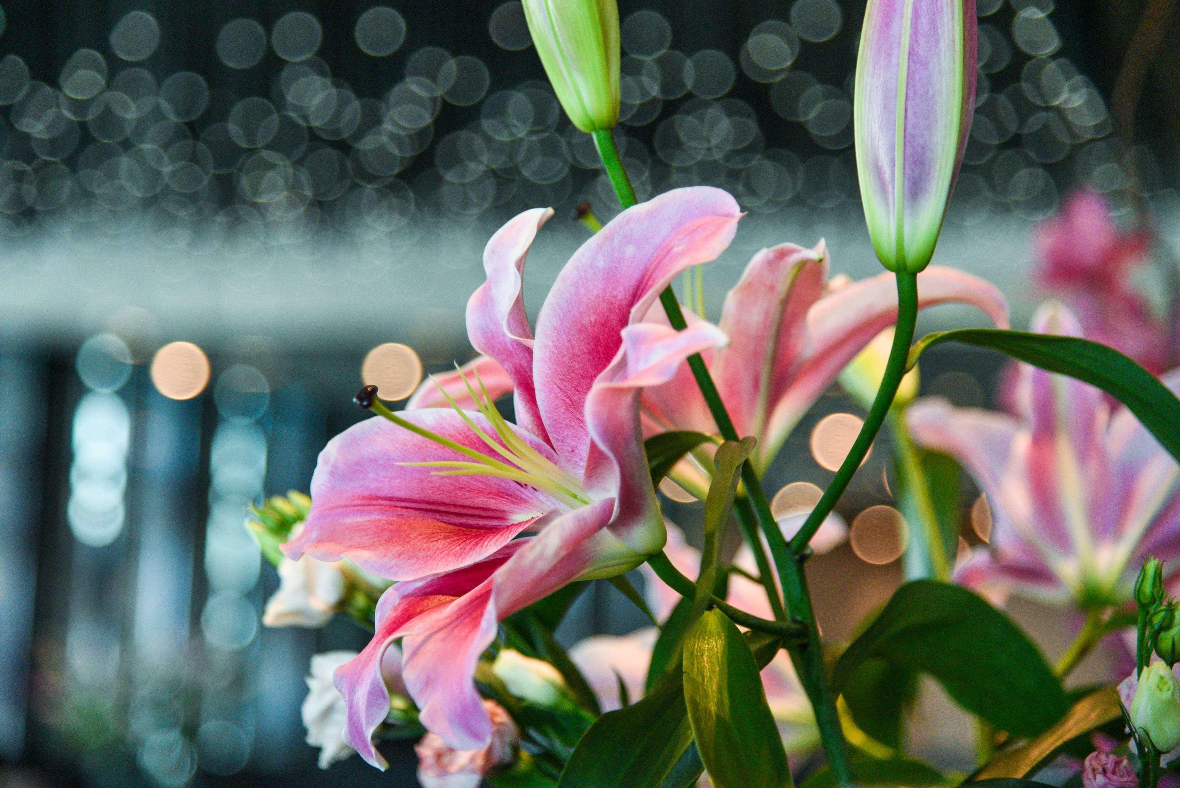 Park Hyatt Doha Hotell Eksteriør bilde Lilium × hybridum